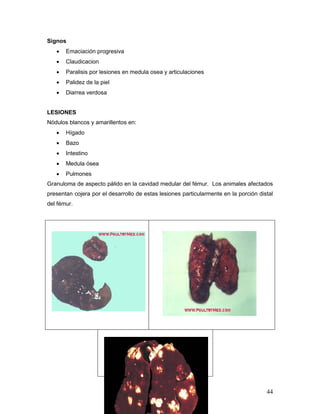 44
Signos
 Emaciación progresiva
 Claudicacion
 Paralisis por lesiones en medula osea y articulaciones
 Palidez de la piel
 Diarrea verdosa
LESIONES
Nódulos blancos y amarillentos en:
 Hígado
 Bazo
 Intestino
 Medula ósea
 Pulmones
Granuloma de aspecto pálido en la cavidad medular del fémur. Los animales afectados
presentan cojera por el desarrollo de estas lesiones particularmente en la porción distal
del fémur.
 