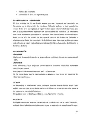 47
 Retraso del desarrollo
 Eliminación de aves por improductividad
EPIDEMIOLOGÍA Y TRANSMISIÓN
El ciclo biológico de Hm es directo, aunque con gran frecuencia su transmisión es
favorecida por la intervención del nemátodo Heterakis gallinae, el cual parasita los
ciegos de las aves susceptibles; al ingerir materia cecal este nemátodo se infecta con
Hm, el que posteriormente aparecerá en los huevecillos de Heterakis. De esta forma
sale con el excremento y conserva su capacidad para infectar dentro de dichos huevos
hasta por un año. La lombriz de tierra puede consumir los huevos de Heterakis y
añadirse como factor de transmisión de la histomonasis. Las aves también contraen
esta infección al ingerir material contaminado con Hm libres, huevecillos de Heterakis o
lombrices de tierra.
PRESENTACIÓN
Morbilidad
Si el grado de exposición es alto se alcanzará una morbilidad elevada, en ocasiones del
100%
Mortalidad
Varía entre el 50 y 90% en pavos. En muy escasas ocasiones ha ocurrido mortandad
alta (30%) en gallinas.
Las aves son más susceptibles entre las 3 y 12 semanas.
Se ha comprobado que la histomoniasis en pavos es mas grave en presencia de
Clostridium perfringens .
SIGNOS
Al principio de la enfermedad, heces diarreicas de color amarillo azufre, apatía, alas
caídas, marcha rígida, somnolencia, cabeza retraída sobre el cuerpo, anorexia, puede o
no presentarse cianosis de la cabeza.
Después de unos 12 días hay pérdida de peso, hipertermia y muerte.
LESIONES
El hígado tiene áreas extensas de necrosis de forma circular, con el centro deprimido,
rodeado de un halo inflamatorio blanquecino que se alza sobre la superficie del órgano;
 
