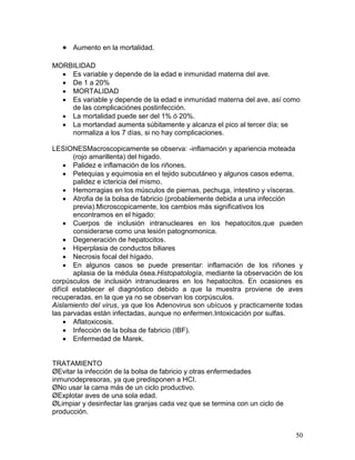50
 Aumento en la mortalidad.
MORBILIDAD
 Es variable y depende de la edad e inmunidad materna del ave.
 De 1 a 20%
 MORTALIDAD
 Es variable y depende de la edad e inmunidad materna del ave, así como
de las complicaciónes postinfección.
 La mortalidad puede ser del 1% ó 20%.
 La mortandad aumenta súbitamente y alcanza el pico al tercer día; se
normaliza a los 7 días, si no hay complicaciones.
LESIONESMacroscopicamente se observa: -inflamación y apariencia moteada
(rojo amarillenta) del higado.
 Palidez e inflamación de los riñones.
 Petequias y equimosia en el tejido subcutáneo y algunos casos edema,
palidez e ictericia del mismo.
 Hemorragias en los músculos de piernas, pechuga, intestino y vísceras.
 Atrofia de la bolsa de fabricio (probablemente debida a una infección
previa).Microscopicamente, los cambios más significativos los
encontramos en el higado:
 Cuerpos de inclusión intranucleares en los hepatocitos,que pueden
considerarse como una lesión patognomonica.
 Degeneración de hepatocitos.
 Hiperplasia de conductos biliares
 Necrosis focal del hígado.
 En algunos casos se puede presentar: inflamación de los riñones y
aplasia de la médula ósea.Histopatología, mediante la observación de los
corpúsculos de inclusión intranucleares en los hepatocitos. En ocasiones es
difícil establecer el diagnóstico debido a que la muestra proviene de aves
recuperadas, en la que ya no se observan los corpúsculos.
Aislamiento del virus, ya que los Adenovirus son ubícuos y practicamente todas
las parvadas están infectadas, aunque no enfermen.Intoxicación por sulfas.
 Aflatoxicosis.
 Infección de la bolsa de fabricio (IBF).
 Enfermedad de Marek.
TRATAMIENTO
ØEvitar la infección de la bolsa de fabricio y otras enfermedades
inmunodepresoras, ya que predisponen a HCI.
ØNo usar la cama más de un ciclo productivo.
ØExplotar aves de una sola edad.
ØLimpiar y desinfectar las granjas cada vez que se termina con un ciclo de
producción.
 