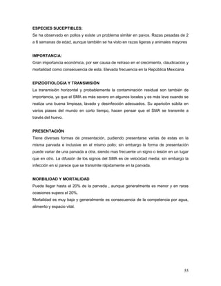 55
ESPECIES SUCEPTIBLES:
Se ha observado en pollos y existe un problema similar en pavos. Razas pesadas de 2
a 6 semanas de edad, aunque también se ha visto en razas ligeras y animales mayores
IMPORTANCIA:
Gran importancia económica, por ser causa de retraso en el crecimiento, claudicación y
mortalidad como consecuencia de esta. Elevada frecuencia en la República Mexicana
EPIZOOTIOLOGIA Y TRANSMISIÓN
La transmisión horizontal y probablemente la contaminación residual son también de
importancia, ya que el SMA es más severo en algunos locales y es más leve cuando se
realiza una buena limpieza, lavado y desinfección adecuados. Su aparición súbita en
varios piases del mundo en corto tiempo, hacen pensar que el SMA se transmite a
través del huevo.
PRESENTACIÓN
Tiene diversas formas de presentación, pudiendo presentarse varias de estas en la
misma parvada e inclusive en el mismo pollo; sin embargo la forma de presentación
puede variar de una parvada a otra, siendo mas frecuente un signo o lesión en un lugar
que en otro. La difusión de los signos del SMA es de velocidad media; sin embargo la
infección en si parece que se transmite rápidamente en la parvada.
MORBILIDAD Y MORTALIDAD
Puede llegar hasta el 20% de la parvada , aunque generalmente es menor y en raras
ocasiones supera el 20%.
Mortalidad es muy baja y generalmente es consecuencia de la competencia por agua,
alimento y espacio vital.
 