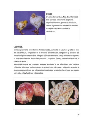 56
SIGNOS
Crecimiento retardado, falta de uniformidad
de la parvada, erizamiento de pluma,
emplume retardado, plumas quebradizas,
falta de pigmentación, diarrea con alimento
sin digerir mezclado con moco y
claudicación.
LESIONES.
Microscópicamente encontramos hidropericardio, aumento de volumen y falta de tono
del proventriculo, congestión de la mucosa proventricular, congestión y exudado del
intestino,la pared intestinal se adelgaza considerablemente y hay alimento sin digerir a
lo largo del intestino, atrofia del páncreas , fragilidad ósea y desprendimiento de la
cabeza de fémur.
Microscópicamente se observan lesiones similares a las infecciones por reovirus:
infiltración linfocitaria perivascular en el proventriculo, páncreas y miocardio; además se
observa destrucción de las vellosidades intestinales, se pierden las criptas que existen
entre ellas y hay fusión de vellosidades.
 