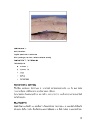 57
DIAGNOSTICO
Historia clínica
Signos y lesiones observadas
Histopatologia (necrosis de la cabeza de femur)
DIAGNOSTICO DIFERENCIAL
Deficiencia de:
 vitamina E
 vitamina D3
 calcio
 fósforo
 manganeso
PREVENCIÓN Y CONTROL
Medidas sanitarias: disminuye la severidad considerablemente, por lo que debe
recomendarse enfáticamente practicar estos métodos .
Inmunización: la vacunación de las madres contra reovirus puede disminuir la severidad
de la infección.
TRATAMIENTO
según la presentación que se observe, la adición de vitaminas en el agua de bebida y la
elevación de los niveles de vitaminas y aminoácidos en la dieta mejora el cuadro clínico.
 