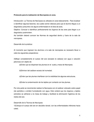6
Protocolo para la realización de Necropsias en aves.
Introducción: La Técnica de Necropsia es utilizada en aves básicamente. Para localizar
e identificar algunas lesiones, las cuales serían clásicas para que el alumno llegue a un
diagnóstico presuntivo de alguna enfermedad en el área de aves.
Objetivo: Conocer e identificar perfectamente los órganos de las aves para llegar a un
diagnóstico postmortem.
Así también deberá conocer las Normas de seguridad dentro y fuera de la sala de
necropsias.
Desarrollo de la práctica:
Al momento que ingresen los alumnos a la sala de necropsias es necesario llevar a
cabo los siguientes preparativos:
A)Mojar completamente el cuerpo del ave (excepto la cabeza) con agua o solución
jabonosa con objeto de:
a)Evitar que se dispersen las plumas en el suelo y mesa de Necropsia.
b)Eliminar del cadáver exceso de humedad.
c)Evitar que las plumas interfieran con la visibilidad de algunas estructuras.
d)Evitar la contaminación de los tejidos por contacto con las plumas.
Por otra parte se recomienda realizar la Necropsia con el cadáver colocado sobre papel
(de periódico o similar) humedecido con agua. Esto evitará que los órganos y tejidos
extraídos se adhieran a la mesa de trabajo y facilitará la eliminación higiénica de los
restos del ave.
Desarrollo de la Técnica de Necropsia:
1)Coloque el cuerpo del ave en decúbito dorsal, con las enfermedades inferiores hacia
usted.
 