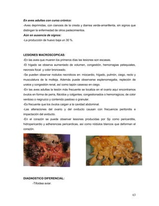 63
En aves adultas con curso crónico:
-Aves deprimidas, con cianosis de la cresta y diarrea verde-amarillenta, sin signos que
distingan la enfermedad de otros padecimientos.
Aún en ausencia de signos:
-La producción de huevo baja un 30 %.
LESIONES MACROSCOPICAS:
-En las aves que mueren los primeros días las lesiones son escasas.
-El hígado se observa aumentado de volumen, congestión, hemorragias petequiales,
necrosis focal y color bronceado.
-Se pueden observar nodulos necroticos en: miocardio, hígado, pulmón, ciego, recto y
musculatura de la molleja. Además puede observarse esplenomegalia, repleción de
uratos y congestión renal, así como tapón caseoso en ciego.
-En las aves adultas la lesión más frecuente se localiza en el ovario aquí encontramos
óvulos en forma de perra, flácidos y colgantes; congestionados o hemorragicos; de color
verdoso o negruzco y contenido pastoso o granular.
-Es frecuente que los óvulos caigan a la cavidad abdominal.
-Las alteraciones del ovario y del oviducto causan con frecuencia peritonitis e
impactación del aviducto.
-En el corazón se puede observar lesiones producidas por Sp como pericarditis,
hidropericardio y adherencias pericardicas, así como nódulos blancos que deforman el
corazón.
DIAGNOSTICO DIFERENCIAL:
-Tifoidea aviar.
 