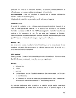 66
produzca. Una parte de los embriones morirán, y los pollos que nazcan difundirán la
infección a sus hermanos inmediatamente después del nacimiento.
Horizontalmente. Ocurre con frecuencia en zonas donde se manejan parvadas de
distintas edades en una misma granja.
Introducción de materiales contaminados con S. gallinarum a la granja.
PRESENTACIÓN
El periodo de incubación es de 4 a 5 días, existiendo variación según la virulencia de la
cepa y susceptibilidad del huésped. En la forma aguda se produce una anemia
hemolítica severa con perdida de más del 70% de los glóbulos circulantes lo cual puede
deberse a la endotoxina de Sg. En las aves que adquieren la infección
transováricamente la mortalidad empieza desde el momento del nacimiento y las bajas
por tifoidea aviar continúan durante la época de producción de huevo.
MORBILIDAD
Las aves recién nacidas muestran una morbilidad mayor de las aves adultas. En las
adultas la morbilidad que se aprecia en un momento dado es mayor de un 5 a 20%,
aunque se renueva constantemente.
MORTALIDAD
Es muy variable. Cuando la infección se adquirió transováricamente la mortalidad es de
5 a 50%. En las aves adultas la mortandad es menos espectacular.
SIGNOS
 Somnolencia
 Apatía
 Anorexia
 Empastamiento fecal en cloaca (excremento rico en uratos debido a un proceso
de deshidratación).
 La mortalidad por tifoidea se hace mas manifiesta después del 5° dia de edad,
alcanzando su máximo alrededor del 10° día para luego declinar.
En aves de crecimiento, antes de llegar a la madurez sexual pueden observarse
ocasionalmente brotes de tifoidea aviar, en donde uno de los primeros signos es la
 
