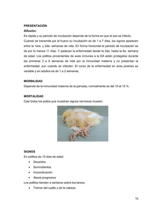 70
PRESENTACIÓN
Difusión:
Es rápida y su periodo de incubación depende de la forma en que el ave se infecto.
Cuando se transmite por el huevo su incubación es de 1 a 7 días, los signos aparecen
entre la 1era. y 2da. semanas de vida. En forma horizontal el periodo de incubación es
de por lo menos 11 días. Y padecen la enfermedad desde la 2da. hasta la 6a. semana
de edad. Los pollitos provenientes de aves inmunes a la EA están protegidos durante
las primeras 3 a 8 semanas de vida por la inmunidad materna y no presentan la
enfermedad, aun cuando se infecten. El curso de la enfermedad en aves jóvenes es
variable y en adultos es de 1 a 2 semanas.
MORBILIDAD
Depende de la inmunidad materna de la parvada, normalmente es del 10 al 15 %.
MORTALIDAD
Casi todos los pollos que muestran signos nerviosos mueren.
SIGNOS
En pollitos de 10 días de edad:
 Decaídos
 Somnolientos
 Incoordinación
 Ataxia progresiva
Los pollitos tienden a sentarse sobre los tarsos.
 Tremor del cuello y de la cabeza
 