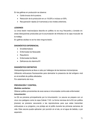 71
En las gallinas en producción se observa:
 Caída brusca de la postura.
 Reducción de la producción en un 10-20% e incluso un 50%.
 Recuperación rápida (2-4 semanas) a los niveles anteriores.
LESIONES
La única lesión macroscópica descrita en pollitos no es muy frecuente y consiste en:
areas blanquecinas producidas por la acumulación de linfocitos en la capa muscular de
la molleja.
En gallinas adultas no se ha visto ninguna lesión.
DIAGNÓSTICO DIFERENCIAL
 Encefalomalacia
 Enfermedad de Newcastle
 Raquitismo
 Enfermedad de Marek
 Deficiencia de vitamina B1
DIAGNÓSTICO DEFINITIVO
Histopatológicamente se lleva a cabo por hallazgos de las lesiones microscópicas.
Utilizando anticuerpos fluorescentes para demostrar la presencia de del antígeno viral
en el encéfalo de pollitos afectados.
Por aislamiento del virus.
PREVENCIÓN Y CONTROL
Medidas sanitarias:
Obtener pollitos provenientes de aves sanas e inmunizadas contra esta enfermedad.
Inmunización:
La EA se previene principalmente por la inmunización. La vacuna se prepara con un
virus vivo patógeno como la cepa Calnek 1143. La forma nerviosa de la EA (en pollitos
jóvenes) se previene vacunando a las reproductoras para que estas transmitan
anticuerpos a su progenie y se proteja así al pollito durante las primeras semanas de
vida. Esta vacuna puede aplicarse: por punción en el ala, en el agua de bebida, o por
aspersión.
 