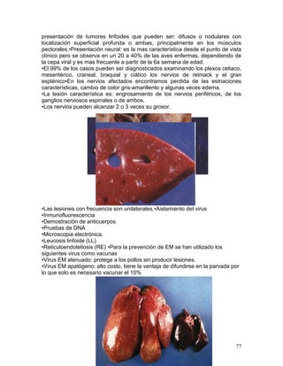 77
presentación de tumores linfoides que pueden ser: difusos o nodulares con
localización superficial profunda o ambas, principalmente en los músculos
pectorales.•Presentación neural: es la mas característica desde el punto de vista
clínico pero se observa en un 20 a 40% de las aves enfermas, dependiendo de
la cepa viral y es mas frecuente a partir de la 6a semana de edad.
•El 99% de los casos pueden ser diagnosticados examinando los plexos celiaco,
mesentérico, craneal, braquial y ciático los nervios de reimack y el gran
esplénico•En los nervios afectados encontramos perdida de las estriaciones
características, cambio de color gris-amarillento y algunas veces edema.
•La lesión característica es: engrosamiento de los nervios periféricos, de los
ganglios nerviosos espinales o de ambos.
•Los nervios pueden alcanzar 2 o 3 veces su grosor.
•Las lesiones con frecuencia son unilaterales.•Aislamiento del virus
•Inmunofluorescencia
•Demostración de anticuerpos
•Pruebas de DNA
•Microscopia electrónica.
•Leucosis linfoide (LL)
•Reticuloendoteliosis (RE) •Para la prevención de EM se han utilizado los
siguientes virus como vacunas
•Virus EM atenuado: protege a los pollos sin producir lesiones.
•Virus EM apatógeno: alto costo, tiene la ventaja de difundirse en la parvada por
lo que solo es necesario vacunar el 10%
 