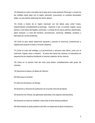 8
14) Extienda el corte a los lados de la base de la masa pectoral (Pechuga), a través de
las costillas hasta topar con la región clavicular, procurando no cortarlas demasiado
abajo, ya que podrían destruirse los sacos aéreos.
15) Incida a través de la región clavicular con las tijeras para cortar hueso,
desprendiendo completamente la pechuga. Examine in situ el corazón, hígado, sacos
aéreos ( a los lados del hígado), pulmones, ( a través de los sacos aéreos), paratiroides,
plexo braquial ( a nivel del hombro), proventrículo, ventrículo, (Molleja), duodeno y
páncreas (en el asa duodenal).
16) Corte el saco aéreo abdominal izquierdo y levante el ventrículo, proventrículo e
hígado para exponer el bazo y el tracto intestinal.
17) Corte la unión del esófago y el proventrículo y remueva este último, junto con el
ventrículo, hígado, bazo e intestino. Al sacar del cuerpo las vísceras, el mesenterio se
separará de los intestinos facilitando el examen posterior de los mismos.
18) Corte en la porción final del recto para liberar completamente este grupo de
vísceras.
19) Seccione la cloaca y la Bolsa de Fabricio.
20) Remueva el corazón.
21) Abra los bronquios y la Siringe.
22) Examine y remueva los pulmones con la punta roma de las tijeras.
23) Examine los riñones, las glándulas adrenales y los órganos reproductores.
24) Examine la columna vertebral, sobre todo el área torácica posterior.
25) Removiendo la parte posterior del riñón se observará el plexo lumbosacro.
 