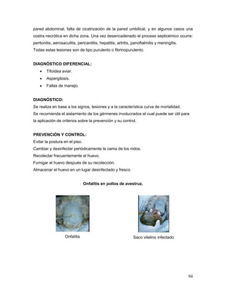 94
pared abdominal, falta de cicatrización de la pared umbilical, y en algunos casos una
costra necrótica en dicha zona. Una vez desencadenado el proceso septicémico ocurre:
peritonitis, aerosaculitis, pericarditis, hepatitis, artritis, panoftalmitis y meningitis.
Todas estas lesiones son de tipo purulento o fibrinopurulento.
DIAGNÓSTICO DIFERENCIAL:
 Tifoidea aviar.
 Aspergilosis.
 Fallas de manejo.
DIAGNÓSTICO:
Se realiza en base a los signos, lesiones y a la característica curva de mortalidad.
Se recomienda el aislamiento de los gérmenes involucrados el cual puede ser útil para
la aplicación de criterios sobre la prevención y su control.
PREVENCIÓN Y CONTROL:
Evitar la postura en el piso.
Cambiar y desinfectar periódicamente la cama de los nidos.
Recolectar frecuentemente el huevo.
Fumigar el huevo después de su recolección.
Almacenar el huevo en un lugar desinfectado y fresco.
Onfalítis en pollos de avestruz.
Onfalítis Saco vitelino infectado
 