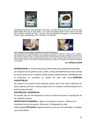 95
Compárese el peso del pollo (663 gms) sin el saco, y el peso del saco (212 gms). En teoría este
pollo pesaba 875 gms al nacer (663 + 212), peso que estaba dentro de los valores normales
para un huevo promedio de 1200 - 1350 grs. Una vez realizada la necropsia, se comprueba que
el saco vitelino representaba el 25 % del peso vivo del pollo.
Corte y desinfección del ombligo. El ejemplo de lo que NO se debe hacer.
Este procedimiento esta indefectiblemente unido al proceso de asistencia al nacimiento o "ayuda a nacer". Cuando el
pollo eclosiona solo, el cordón es cortado por los movimientos del animal en su intento de incorporarse y salir del huevo.
Este movimiento rasga el cordón y lo sella en forma natural. Cuando se asiste al nacimiento, el cordón se corta con una
tijera o bisturí porque el animal no tiene fuerza para hacerlo por sí mismo, y tanto las características del corte, como el
muñón restante, sumado a la manipulación intentando desinfectar el ombligo solo contribuyen a la migración de bacterias
y a la infección.
6.2. VIRUELA AVIAR
INTRODUCCION:La viruela aviaria es una enfermedad viral, generalmente trasmitida
por mosquitos de los géneros culex y aedes., afecta principalmente las zonas carentes
de plumas (forma seca o cutanea), donde produce nódulos blancos y amarillentos que
al evolucionar se convierten en costras de color café oscuro.ESPECIES
SUSCEPTIBLES:
Se presenta en la mayoría de las especies aviares, pero es de mayor importancia en
pavos, gallinas, pichones y canarios.puede ocurrir en cualquier momento después de la
primer semana de edad.
DISTRIBUCION GEOGRAFICA:
Es mundial, pero es mas frecuente en zonas en donde se favorece la reproducción de
los mosquitos vectores.
IMPORTANCIA ECONOMICA: - Baja en la producción de huevo. - Retraso en el
crecimiento de aves de engorda - Decomisos - Predisposición a otras
enfermedades.ETIOLOGIA:El agente causal es un poxvirus, del cual existen 4 serotipos
que son:De Gallina
 