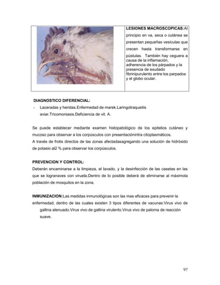 97
LESIONES MACROSCOPICAS:Al
principio en va, seca o cutánea se
presentan pequeñas vesículas que
crecen hasta transformarse en
pústulas. También hay ceguera a
causa de la inflamación,
adherencia de los párpados y la
presencia de exudado
fibrinipurulento entre los parpados
y el globo ocular.
DIAGNOSTICO DIFERENCIAL:
- Laceradas y heridas.Enfermedad de marek.Laringotraqueitis
aviar.Tricomoniasis.Deficiencia de vit. A.
Se puede establecer mediante examen histopatológico de los epitelios cutáneo y
mucoso para observar a los corpúsculos con presentaciónintra citoplasmáticos.
A través de frotis directos de las zonas afectadasagregando una solución de hidróxido
de potasio al2 % para observar los corpúsculos.
PREVENCION Y CONTROL:
Deberán encaminarse a la limpieza, el lavado, y la desinfección de las casetas en las
que se logranaves con viruela.Dentro de lo posible deberá de eliminarse al máximola
población de mosquitos en la zona.
INMUNIZACION:Las medidas inmunológicas son las mas eficaces para prevenir la
enfermedad, dentro de las cuales existen 3 tipos diferentes de vacunas:Virus vivo de
gallina atenuado.Virus vivo de gallina virulento.Virus vivo de paloma de reacción
suave.
 