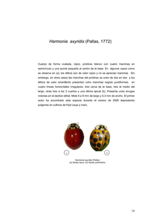 Harmonia axyridis (Pallas, 1772)




Cuerpo de forma ovalada, rojizo, protórax blanco con cuatro manchas en
semicírculo y una quinta pequeña al centro de la base. En algunos casos como
se observa en (a), los élitros son de color rojizo y no se aprecian manchas. Sin
embargo, en otros casos las manchas del protórax se unen de dos en dos y los
élitros de color amarillento presentan ocho manchas negras puntiformes,         en
cuatro líneas horizontales irregulares: tres cerca de la base, tres al medio del
largo, otras tres a los 3 cuartos y una última apical (b). Presenta unas arrugas
notorias en el declive elitral. Mide 6 a 8 mm de largo y 5,3 mm de ancho. El primer
autor ha encontrado esta especie durante el verano de 2009 depredando
pulgones en cultivos de fríjol caupi y maíz.




                         a                                               b


                                   Harmonia axyridis (Pallas)
                             (a) Adulto típico, (b) Adulto polimórfico




                                                                                14
 
