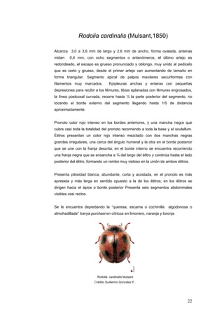 Rodolia cardinalis (Mulsant,1850)

Alcanza 3,0 a 3,6 mm de largo y 2,6 mm de ancho, forma ovalada, antenas
miden    0,4 mm, con ocho segmentos o antenómeros, el último artejo es
redondeado, el escapo es grueso pronunciado y oblongo, muy unido al pedicelo
que es corto y grueso, desde el primer artejo van aumentando de tamaño en
forma triangular. Segmento apical de palpos maxilares securiformes con
filamentos muy marcados.          Epipleuras anchas y enteras con pequeñas
depresiones para recibir a los fémures, tibias aplanadas con fémures engrosados,
la línea postcoxal curvada, recorre hasta ¼ la parte posterior del segmento, no
tocando el borde externo del segmento llegando hasta 1/5 de distancia
aproximadamente.


Pronoto color rojo intenso en los bordes anteriores, y una mancha negra que
cubre casi toda la totalidad del pronoto recorriendo a toda la base y el scutellum.
Élitros presentan un color rojo intenso mezclado con dos manchas negras
grandes irregulares, una cerca del ángulo humeral y la otra en el borde posterior
que se une con la franja descrita; en el borde interno se encuentra recorriendo
una franja negra que se ensancha a ¼ del largo del élitro y continúa hasta el lado
posterior del élitro, formando un rombo muy vistoso en la unión de ambos élitros.


Presenta pilosidad blanca, abundante, corta y acostada, en el pronoto es más
apretada y más larga en sentido opuesto a la de los élitros; en los élitros se
dirigen hacia el ápice o borde posterior Presenta seis segmentos abdominales
visibles casi rectos.


Se le encuentra depredando la “queresa, escama o cochinilla          algodonosa o
almohadillada” Icerya purchasi en cítricos en limonero, naranja y toronja




                          Rodolia cardinalis Mulsant
                        Crédito Guillermo González F.




                                                                                22
 