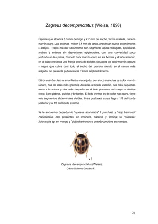 Zagreus decempunctatus (Weise, 1893)


Especie que alcanza 3,3 mm de largo y 2,7 mm de ancho, forma ovalada, cabeza
marrón claro. Las antenas miden 0,4 mm de largo, presentan nueve antenómeros
o artejos. Palpo maxilar securiforme con segmento apical triangular, epipleuras
anchas y enteras sin depresiones epipleurales, con una convexidad poco
profunda en las patas, Pronoto color marrón claro en los bordes y el lado anterior,
en la base presenta una franja ancha de bordes sinuados de color marrón oscuro
a negro que cubre casi todo el ancho del pronoto siendo en el centro más
delgado, no presenta pubescencia. Tarsos criptotetrámeros.


Élitros marrón claro o amarillento anaranjado, con cinco manchas de color marrón
oscuro, dos de ellas más grandes ubicadas al borde externo, dos más pequeñas
cerca a la sutura y otra más pequeña en el lado posterior del cuerpo o declive
elitral. Son glabros, pulidos y brillantes. El lado ventral es de color mas claro, tiene
seis segmentos abdominales visibles, línea postcoxal curva llega a 1/8 del borde
posterior y a 1/6 del borde externo,


Se le encuentra depredando “queresa acanalada” I. purchasi, y “piojo harinoso”
Planococcus citri presentes en limonero, naranjo y toronja; la “queresa”
Aulacaspis sp. en mango y ”piojos harinosos o pseudoccocidos en malezas.




                    Zagreus decempunctatus (Weise)
                         Crédito Guillermo González F.




                                                                                     24
 