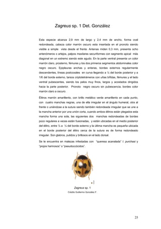 Zagreus sp. 1 Det. González


Esta especie alcanza 2,9 mm de largo y 2,4 mm de ancho, forma oval
redondeada, cabeza color marrón oscuro esta insertada en el pronoto siendo
visible a simple vista desde el frente. Antenas miden 0,3 mm, presenta ocho
antenómeros o artejos, palpos maxilares securiformes con segmento apical más
diagonal en un extremo siendo este agudo. En la parte ventral presenta un color
marrón claro, prosterno, fémures y los dos primeros segmentos abdominales color
negro oscuro. Epipleuras anchas y enteras, bordes externos regularmente
descendentes, líneas postcoxales en curva llegando a ¼ del borde posterior y a
1/6 del borde externo, tarsos criptotetrámeros con uñas bífidas, fémures y el lado
ventral pubescentes, siendo los pelos muy finos, largos y acostados dirigidos
hacia la parte posterior. Pronoto negro oscuro sin pubescencia, bordes color
marrón claro a oscuro.

Élitros marrón amarillento, con brillo metálico verde amarillento en cada punto,
con cuatro manchas negras, una de ella irregular en el ángulo humeral, otra al
frente o uniéndose a la sutura siendo también redondeada irregular que se une a
la mancha anterior por una unión corta, cuando ambos élitros están plegados esta
mancha forma una sola, las siguientes dos manchas redondeadas de bordes
poco regulares a veces están fusionadas, y están ubicadas en el medio posterior
del élitro, entre ½ a ¼ del borde externo y la última mancha es pequeña ubicada
en el borde posterior del élitro cerca de la sutura es de forma redondeado
irregular. Son glabros, pulidos y brillosos en el lado dorsal.

Se le encuentra en malezas infestadas con “queresa acanalada” I. purchasi y
“piojos harinosos” o “pseudoccócidos”.




                               Zagreus sp. 1
                         Crédito Guillermo González F.




                                                                               25
 