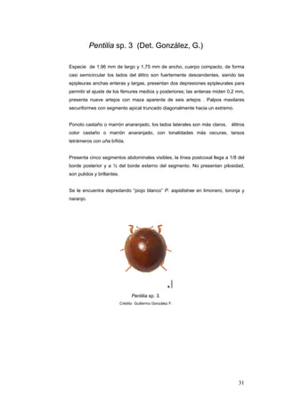 Pentilia sp. 3 (Det. González, G.)

Especie de 1,96 mm de largo y 1,75 mm de ancho, cuerpo compacto, de forma
casi semicircular los lados del élitro son fuertemente descendentes, siendo las
epipleuras anchas enteras y largas, presentan dos depresiones epipleurales para
permitir el ajuste de los fémures medios y posteriores; las antenas miden 0,2 mm,
presenta nueve artejos con maza aparente de seis artejos . Palpos maxilares
securiformes con segmento apical truncado diagonalmente hacia un extremo.


Ponoto castaño o marrón anaranjado, los lados laterales son más claros,    élitros
color castaño o marrón anaranjado, con tonalidades más oscuras, tarsos
tetrámeros con uña bífida.


Presenta cinco segmentos abdominales visibles, la línea postcoxal llega a 1/8 del
borde posterior y a ½ del borde externo del segmento. No presentan pilosidad,
son pulidos y brillantes.


Se le encuentra depredando “piojo blanco” P. aspidistrae en limonero, toronja y
naranjo.




                                  Pentilia sp. 3.
                            Crédito Guillermo González F.




                                                                              31
 