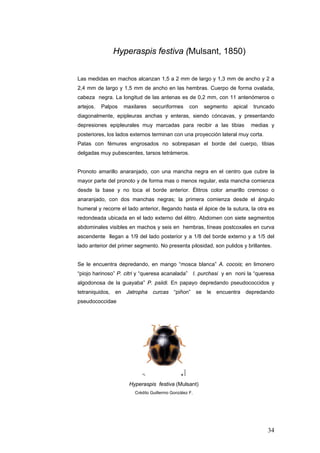 Hyperaspis festiva (Mulsant, 1850)


Las medidas en machos alcanzan 1,5 a 2 mm de largo y 1,3 mm de ancho y 2 a
2,4 mm de largo y 1,5 mm de ancho en las hembras. Cuerpo de forma ovalada,
cabeza negra. La longitud de las antenas es de 0,2 mm, con 11 antenómeros o
artejos.   Palpos   maxilares   securiformes       con   segmento   apical   truncado
diagonalmente, epipleuras anchas y enteras, siendo cóncavas, y presentando
depresiones epipleurales muy marcadas para recibir a las tibias              medias y
posteriores, los lados externos terminan con una proyección lateral muy corta.
Patas con fémures engrosados no sobrepasan el borde del cuerpo, tibias
delgadas muy pubescentes, tarsos tetrámeros.


Pronoto amarillo anaranjado, con una mancha negra en el centro que cubre la
mayor parte del pronoto y de forma mas o menos regular, esta mancha comienza
desde la base y no toca el borde anterior. Élitros color amarillo cremoso o
anaranjado, con dos manchas negras; la primera comienza desde el ángulo
humeral y recorre el lado anterior, llegando hasta el ápice de la sutura, la otra es
redondeada ubicada en el lado externo del élitro. Abdomen con siete segmentos
abdominales visibles en machos y seis en hembras, líneas postcoxales en curva
ascendente llegan a 1/9 del lado posterior y a 1/8 del borde externo y a 1/5 del
lado anterior del primer segmento. No presenta pilosidad, son pulidos y brillantes.


Se le encuentra depredando, en mango “mosca blanca” A. cocois; en limonero
“piojo harinoso” P. citri y “queresa acanalada” I. purchasi y en noni la “queresa
algodonosa de la guayaba” P. psiidi. En papayo depredando pseudococcidos y
tetraniquidos, en Jatropha curcas “piñon” se le encuentra depredando
pseudococcidae




                      Hyperaspis festiva (Mulsant)
                        Crédito Guillermo González F.




                                                                                  34
 