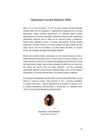 Hyperaspis onerata (Mulsant,1850)


Mide 1,5 a 2,2 mm de largo y 1,5 mm de ancho. Cuerpo de forma oblonga,
antenas miden 0,24 mm, presentan 11 antenómeros o segmentos con una maza
diferenciada. Palpos maxilares securiformes con segmento apical truncado
diagonalmente y con borde redondeado. Epipleuras anchas y cortas, depresiones
epipleurales profundas para el reposo de los fémures medios y posteriores,
siendo estos aplanados anchos y curvados externamente, pronoto amarillo
anaranjado o amarillo cremoso, en la base presenta una figura regular de color
negro, que se une con el scutellum y la parte anterior del élitro, en conjunto
forman una sola figura que llega hasta el ápice del élitro.


Élitros color amarillo cremoso o anaranjado, con tres manchas negras; una en el
ángulo humeral más pequeña, otra en el lado costal más grande irregular; y una
mancha grande a manera de una franja ancha alargada que se extiende a lo largo
del borde interno y llega hasta el ápice, alrededor del élitro hay una franja muy
fina oscura que recorre todos sus lados. Abdomen               con seis segmentos
abdominales visibles, la línea femoral o postcoxal llega a tocar el lado posterior
del segmento, no tocando el borde externo. Son glabros pulidos y brillantes.


Es la especie de Hyperaspis más abundante, se le encuentra depredando “mosca
blanca” A. cocois en mango; “piojo harinoso” P. citri         y “queresa acanalada”
I. purchasi en limonero; “queresa algodonosa de la guayaba” P. psiidi en noni.
En papayo depredando pseudococcidos y tetraniquidos, en Jatropha curcas
“piñon” se le encuentra depredando pseudococcidae




                     Hyperaspis onerata (Mulsant).
                         Crédito Guillermo González F.




                                                                                35
 