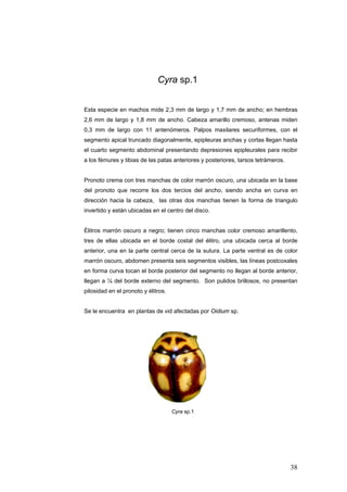 Cyra sp.1


Esta especie en machos mide 2,3 mm de largo y 1,7 mm de ancho; en hembras
2,6 mm de largo y 1,8 mm de ancho. Cabeza amarillo cremoso, antenas miden
0,3 mm de largo con 11 antenómeros. Palpos maxilares securiformes, con el
segmento apical truncado diagonalmente, epipleuras anchas y cortas llegan hasta
el cuarto segmento abdominal presentando depresiones epipleurales para recibir
a los fémures y tibias de las patas anteriores y posteriores, tarsos tetrámeros.


Pronoto crema con tres manchas de color marrón oscuro, una ubicada en la base
del pronoto que recorre los dos tercios del ancho, siendo ancha en curva en
dirección hacia la cabeza, las otras dos manchas tienen la forma de triangulo
invertido y están ubicadas en el centro del disco.


Élitros marrón oscuro a negro; tienen cinco manchas color cremoso amarillento,
tres de ellas ubicada en el borde costal del élitro, una ubicada cerca al borde
anterior, una en la parte central cerca de la sutura. La parte ventral es de color
marrón oscuro, abdomen presenta seis segmentos visibles, las líneas postcoxales
en forma curva tocan el borde posterior del segmento no llegan al borde anterior,
llegan a ¼ del borde externo del segmento. Son pulidos brillosos, no presentan
pilosidad en el pronoto y élitros.


Se le encuentra en plantas de vid afectadas por Oidium sp.




                                     Cyra sp.1




                                                                                   38
 