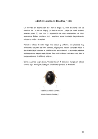 Stethorus tridens Gordon, 1982

Las medidas en machos son de 1 mm de largo y 0,7 mm de ancho y en las
hembras de 1,3 mm de largo y 0,9 mm de ancho. Cuerpo de forma ovalada,
antenas miden 0,2 mm con 11 segmentos con maza diferenciada de cinco
segmentos. Palpos maxilares con          segmento apical truncado diagonalmente,
epipleuras cortas y angostas.


Pronoto y elitros de color negro muy oscuro y uniforme, con pilosidad muy
abundante, los pelos de color cremoso, largos poco erectos y dirigidos hacia el
ápice del cuerpo tanto en el pronoto como en los élitros. El abdomen presenta
seis segmentos abdominales visibles; línea postcoxal muy corta y curvada, toca el
borde posterior a ¼ del borde externo.


Se le encuentra depredando, “mosca blanca” A. cocois en mango; en cítricos
“arañita roja” Panonychus citri y en cocotero la “queresa” A. destructor.




                       Stethorus tridens Gordon.

                        Crédito Guillermo González F.




                                                                              40
 