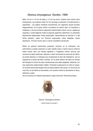 Diomus chrysogonus Gordon, 1999
Mide 1,6 mm a 1,8 mm de largo y 1,2 mm de ancho. Cabeza color marrón claro
transparente. Las antenas miden 0,2 mm de largo y presentan 10 antenómeros o
segmentos. Los palpos maxilares securiformes con segmento apical truncado
diagonalmente. En la parte ventral, el protórax es marrón claro, el mesotórax y
metatórax, y los dos primeros segmentos abdominales marrón oscuro, epipleuras
angostas y cortas llegando hasta el segundo segmento abdominal, no presentan
depresiones epipleurales; líneas postcoxales descendentes se fusionan a ½ del
borde posterior, patas con fémures engrosados, tibias delgadas, tarsos
tetrámeros. Pronoto marrón claro o marrón amarillento translucido.


Élitros en general translucidos presentan variación en la coloración, son
polimorficos y pueden presentar un color castaño rojizo o marrón oscuro uniforme
hasta marrón claro con franjas regulares o irregulares marrón oscuros que
recorren los lados anteriores, externos o estar recorriendo la sutura de los élitros,
se puede observar un triángulo que corresponde al color del metasterno, que se
trasparenta a través del élitro invertido. En la parte anterior del élitro los bordes
del triángulo lo forman las alas membranosas que están plegadas. Abdomen con
seis segmentos abdominales visibles. Presentan pubescencia en todo el cuerpo,
en la parte dorsal está dirigida hacia la parte posterior del cuerpo, en el pronoto es
mas rala, en los élitros es abundante y en la parte ventral es abundante en tórax,
abdomen y patas.
Se le encuentra en malezas depredando “piojos harinosos” (Pseudococcidae).




                        Diomus Chrysogonus Gordon.

                            Crédito Guillermo González F.




                                                                                   45
 