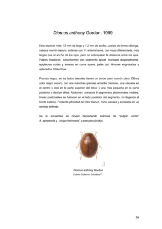 Diomus anthony Gordon, 1999

Esta especie mide 1,6 mm de largo y 1,2 mm de ancho, cuerpo de forma oblonga,
cabeza marrón oscuro, antenas con 11 antenómeros, con maza diferenciada, más
largas que el ancho de los ojos, pero no sobrepasan la distancia entre los ojos.
Palpos maxilares securiformes con segmento apical truncado diagonalmente,
epipleuras cortas y enteras en curva suave, patas con fémures engrosados y
aplanados, tibias finas.


Pronoto negro, en los lados laterales tienen un borde color marrón claro. Élitros
color negro oscuro, con dos manchas grandes amarillo cremoso, una ubicada en
el centro y otra en la parte superior del disco y una más pequeña en la parte
posterior o declive elitral. Abdomen presenta 6 segmentos abdominales visibles,
líneas postcoxales se fusionan en el lado posterior del segmento, no llegando al
borde externo. Presenta pilosidad de color blanco, corta, escasa y acostada sin un
sentido definido.


Se   le   encuentra   en   ciruelo   depredando       colonias   de   “pulgón   verde”
A. spiraecola y “piojos harinosos” o pseudoccócidos.




                            Diomus anthony Gordon
                            Crédito Guillermo González F.




                                                                                   50
 