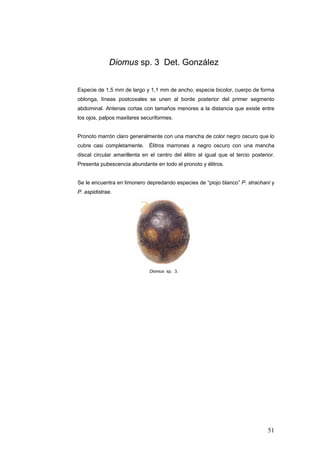 Diomus sp. 3 Det. González


Especie de 1,5 mm de largo y 1,1 mm de ancho, especie bicolor, cuerpo de forma
oblonga, líneas postcoxales se unen al borde posterior del primer segmento
abdominal. Antenas cortas con tamaños menores a la distancia que existe entre
los ojos, palpos maxilares securiformes.


Pronoto marrón claro generalmente con una mancha de color negro oscuro que lo
cubre casi completamente. Élitros marrones a negro oscuro con una mancha
discal circular amarillenta en el centro del élitro al igual que el tercio posterior.
Presenta pubescencia abundante en todo el pronoto y élitros.


Se le encuentra en limonero depredando especies de “piojo blanco” P. strachani y
P. aspidistrae.




                               Diomus sp. 3.




                                                                                  51
 