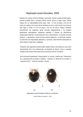 Nephaspis acuta González, 2009

Especie con cuerpo de forma oblonga, acuminada, cuerpo y patas amarillo pajizo,
pronoto amarillo claro o mostaza, élitros marrón oscuro a negro suave. Élitros
negros con un imperceptible borde rojizo, mide 1,2 mm de largo y 0,8 mm de
ancho en machos. En el caso de las hembras son de un color marrón muy obscuro
casi negro y miden 1,4 mm de largo y 0,9 mm de ancho. Palpos maxilares
securiformes con segmento apical truncado diagonalmente y los ángulos
ligeramente redondeados, epipleuras angostas y enteras sin depresiones
epipleurales evidentes. Línea postcoxal curva y descendente no tocando el borde
posterior y elevándose hacia el borde anterior llegando a ¼ del borde externo.
Los fémures son engrosados aplanados y convexos, externamente sobrepasan el
borde externo, tibias finas y delgadas.


Presentan seis segmentos abdominales visibles rectos y terminados en una curva
descendente. Son muy pubescentes, la pilosidad es blanca, corta y acostada
dirigida hacia el ápice del cuerpo tanto en pronoto como en los élitros.


Se le encuentra depredando “mosca blanca” A. coccois, “arañita roja” Tetranychus
sp. y pseudóccidos en banano y plátano, “queresa” A. destructor en cocotero, y
“queresa coma” L. beckii en naranjo y toronja.




                      (a)                               (b)

           Nephaspis acuta González:(a) Macho, (b) Hembra

                      Crédito Guillermo González F., Chile




                                                                             52
 