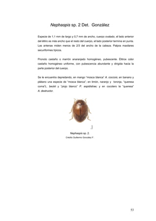 Nephaspis sp. 2 Det. González

Especie de 1,1 mm de largo y 0,7 mm de ancho, cuerpo ovalado, el lado anterior
del élitro es más ancho que el resto del cuerpo, el lado posterior termina en punta.
Las antenas miden menos de 2/3 del ancho de la cabeza. Palpos maxilares
securiformes típicos.


Pronoto castaño o marrón anaranjado homogéneo, pubescente. Élitros color
castaño homogéneo uniforme, con pubescencia abundante y dirigida hacia la
parte posterior del cuerpo.


Se le encuentra depredando, en mango “mosca blanca” A. coccois; en banano y
plátano una especie de “mosca blanca”; en limón, naranjo y toronja, “queresa
coma”L. beckii y “piojo blanco” P. aspidistrae; y en cocotero la “queresa”
A. destructor.




                              Nephaspis sp. 2.
                        Crédito Guillermo González F.




                                                                                 53
 