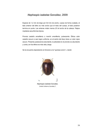 Nephaspis isabelae González, 2009


Especie de 1,2 mm de largo por 0,8 mm de ancho, cuerpo de forma ovalada, el
lado anterior del élitro es más ancho que el resto del cuerpo, el lado posterior
termina en punta. Las antenas miden menos 2/3 el ancho de la cabeza. Palpos
maxilares securiformes típicos.


Pronoto castaño amarillento o marrón amarillento, pubescente. Élitros color
castaño oscuro a casi negro uniforme, en el centro del disco tiene un color rojizo
oscuro. Presenta pubescencia abundante, la pilosidad en el pronoto es abundante
y corta y en los élitros es más rala y larga.


Se le encuentra depredando en limonero a la “queresa coma” L. beckii.




                      Nephaspis isabelae González.
                         Crédito Guillermo González F.




                                                                               54
 