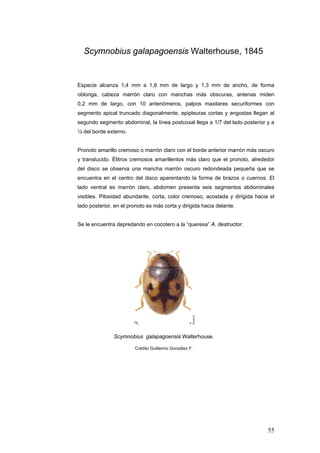 Scymnobius galapagoensis Walterhouse, 1845


Especie alcanza 1,4 mm a 1,8 mm de largo y 1,3 mm de ancho, de forma
oblonga, cabeza marrón claro con manchas más obscuras, antenas miden
0,2 mm de largo, con 10 antenómeros, palpos maxilares securiformes con
segmento apical truncado diagonalmente, epipleuras cortas y angostas llegan al
segundo segmento abdominal, la línea postcoxal llega a 1/7 del lado posterior y a
¼ del borde externo.


Pronoto amarillo cremoso o marrón claro con el borde anterior marrón más oscuro
y translucido. Élitros cremosos amarillentos más claro que el pronoto, alrededor
del disco se observa una mancha marrón oscuro redondeada pequeña que se
encuentra en el centro del disco aparentando la forma de brazos o cuernos. El
lado ventral es marrón claro, abdomen presenta seis segmentos abdominales
visibles. Pilosidad abundante, corta, color cremoso, acostada y dirigida hacia el
lado posterior, en el pronoto es más corta y dirigida hacia delante.


Se le encuentra depredando en cocotero a la “queresa” A. destructor.




               Scymnobius galapagoensis Walterhouse.

                        Crédito Guillermo González F.




                                                                              55
 
