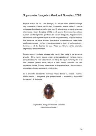 Scymnobius triangularis Gordon & González, 2002


Especie alcanza 1,5 a 1,7 mm de largo y 1,2 mm de ancho, de forma oblonga,
muy pubescente. Cabeza marrón claro, pubescente, antenas miden 0,2 mm no
sobrepasan la distancia entre los ojos, con 10 antenómeros, presenta una maza
diferenciada. Según González (2006) en el género Scymnobius las antenas
cuentan con 10 segmentos (por fusión del 1ro con el segundo). Palpos maxilares
securiformes con segmento apical truncado diagonalmente y un poco cilíndrico.
Los bordes de los élitros terminan bruscamente y presentan una curva suave;
epipleuras angostas y cortas. Líneas postcoxales no tocan el borde posterior y
terminan a 1/5 de distancia de este. Patas con fémures cortos aplanados
engrosados, tarsos tetrámeros.


Pronoto negro o con lados laterales color marrón claro hasta ¼ del ancho del
pronoto. Élitros marrón oscuro a negro entremezclados con manchas marrón
claro ubicados una en el lado anterior, por debajo del ángulo humeral y otra en el
lado posterior (declive elitral) oblicua al lado interno. Abdomen con seis
segmentos visibles. Son muy pubescentes, la pilosidad es larga y de color blanco,
acostada en diversos sentidos sin ningún orden.


Se le encuentra depredando, en mango “mosca blanca” A. coccois, “queresa
blanda marrón” C. mangiferae y la “queresa cerosa” C. floridensis, y en cocotero
la “queresa” A. destructor.




              Scymnobius triangulari Gordon & González.
                        Crédito Guillermo González F




                                                                               56
 