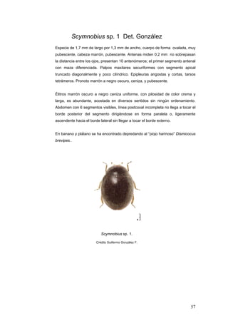 Scymnobius sp. 1 Det. González
Especie de 1,7 mm de largo por 1,3 mm de ancho, cuerpo de forma ovalada, muy
pubescente, cabeza marrón, pubescente. Antenas miden 0,2 mm no sobrepasan
la distancia entre los ojos, presentan 10 antenómeros; el primer segmento antenal
con maza diferenciada. Palpos maxilares securiformes con segmento apical
truncado diagonalmente y poco cilíndrico. Epipleuras angostas y cortas, tarsos
tetrámeros. Pronoto marrón a negro oscuro, ceniza, y pubescente.


Élitros marrón oscuro a negro ceniza uniforme, con pilosidad de color crema y
larga, es abundante, acostada en diversos sentidos sin ningún ordenamiento.
Abdomen con 6 segmentos visibles, línea postcoxal incompleta no llega a tocar el
borde posterior del segmento dirigiéndose en forma paralela o, ligeramente
ascendente hacia el borde lateral sin llegar a tocar el borde externo.


En banano y plátano se ha encontrado depredando al “piojo harinoso” Dismicocus
brevipes..




                           Scymnobius sp. 1.

                        Crédito Guillermo González F.




                                                                              57
 