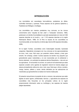 INTRODUCCIÓN

Los coccinélidos son escarabajos hemi-esféricos, predadores de áfidos,
cochinillas harinosas y queresas. Pocas especies de los géneros Epilachna y
Psyllobora son fitófagas o micófagas.


Los coccinélidos son insectos predadores muy comunes; se les conoce
comúnmente como “vaquitas de San José” o “mariquitas” (Cisneros, 1995),
pertenecen a la familia Coccinellidae la cual está representada con más de 5 000
especies descritas en el mundo y con 1 015 especies descritas en la región
Neotropical (Raven, 1988). En el Perú la riqueza de los coccinélidos es
inconmensurable, se han descrito a la fecha algo más de 200 especies (González,
2006).


En la región Tumbes, coccinélidos como Coleomegilla maculata, Cycloneda
sanguinea, Hippodamia convergens son muy comunes en los agro-ecosistemas
de arroz, maíz, soya, fríjol caupi, por presentar colores vistosos y tener gran
tamaño. Sin embargo, existen muchas especies de tamaño muy pequeño que
generalmente pasan inadvertidas y no son reconocidas por el profesional o
técnico dedicado a la actividad de asistencia técnica fitosanitaria y más aún por
los agricultores. En tal sentido no se tiene en cuenta el rol fundamental que estas
especies cumplen como agentes de regulación natural de insectos plagas que
atacan principalmente cultivos de: arroz, maíz, soya, fríjol caupi, cítricos, cocotero,
mango, banano, plátano y cacao, siendo afectados por las aplicaciones de
insecticidas que generalmente se realizan de manera inadecuada.


El presente manual tiene el propósito de dar a conocer a las personas que están
ligadas al sector agrario, profesionales, técnicos y agricultores las especies de
coccinélidos   más    frecuentes   en    los   principales   cultivos   de   la   región
proporcionando información sobre su morfología y las especies de insectos
plagas depredadas.




                                                                                      6
 