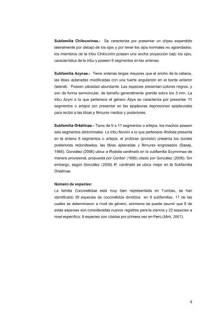Subfamilia Chilocorinae.-     Se caracteriza por presentar un clípeo expandido
lateralmente por debajo de los ojos y por tener los ojos normales no agrandados;
los miembros de la tribu Chilocorini poseen una ancha proyección bajo los ojos,
característica de la tribu y poseen 9 segmentos en las antenas.


Subfamilia Azynae.- Tiene antenas largas mayores que el ancho de la cabeza,
las tibias aplanadas modificadas con una fuerte angulación en el borde anterior
(lateral). Poseen pilosidad abundante. Las especies presentan colores negros, y
son de forma semicircular, de tamaño generalmente grande sobre los 3 mm. La
tribu Azyni a la que pertenece el género Azya se caracteriza por presentar 11
segmentos o artejos por presentar en las epipleuras depresiones epipleurales
para recibir a las tibias y fémures medios y posteriores.


Subfamilia Ortaliinae.- Tiene de 9 a 11 segmentos o artejos, los machos poseen
seis segmentos abdominales. La tribu Noviini a la que pertenece Rodolia presenta
en la antena 8 segmentos o artejos, el protórax (pronoto) presenta los bordes
posteriores redondeados, las tibias aplanadas y fémures engrosados (Sasaji,
1968). González (2006) ubica a Rodolia cardinalis en la subfamilia Scymninae de
manera provisional, propuesta por Gordon (1995) citado por González (2006). Sin
embargo, según González (2006) R. cardinalis se ubica mejor en la Subfamilia
Ortaliinae.


Número de especies:
La familia Coccinellidae está muy bien representada en Tumbes, se han
identificado 39 especies de coccinélidos divididos en 6 subfamilias, 17 de las
cuales se determinaron a nivel de género, asimismo se puede asumir que 8 de
estas especies son consideradas nuevos registros para la ciencia y 22 especies a
nivel especifico; 8 especies son citadas por primera vez en Perú (Miró, 2007).




                                                                                 9
 