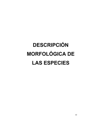 DESCRIPCIÓN
MORFOLÓGICA DE
 LAS ESPECIES




                 10
 