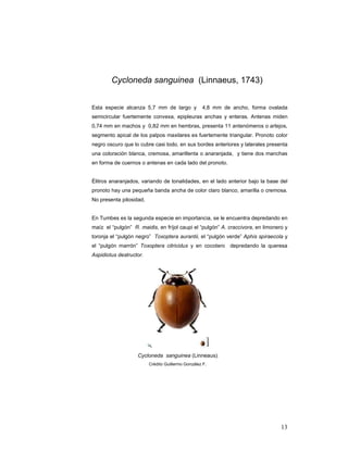 Cycloneda sanguinea (Linnaeus, 1743)


Esta especie alcanza 5,7 mm de largo y             4,8 mm de ancho, forma ovalada
semicircular fuertemente convexa, epipleuras anchas y enteras. Antenas miden
0,74 mm en machos y 0,82 mm en hembras, presenta 11 antenómeros o artejos,
segmento apical de los palpos maxilares es fuertemente triangular. Pronoto color
negro oscuro que lo cubre casi todo, en sus bordes anteriores y laterales presenta
una coloración blanca, cremosa, amarillenta o anaranjada, y tiene dos manchas
en forma de cuernos o antenas en cada lado del pronoto.


Élitros anaranjados, variando de tonalidades, en el lado anterior bajo la base del
pronoto hay una pequeña banda ancha de color claro blanco, amarilla o cremosa.
No presenta pilosidad,


En Tumbes es la segunda especie en importancia, se le encuentra depredando en
maíz el “pulgón” R. maidis, en fríjol caupi el “pulgón” A. craccivora, en limonero y
toronja el “pulgón negro” Toxoptera aurantii, el “pulgón verde” Aphis spiraecola y
el “pulgón marrón” Toxoptera citricidus y en cocotero depredando la queresa
Aspidiotus destructor.




                   Cycloneda sanguinea (Linneaus).
                         Crédito Guillermo González F.




                                                                                 13
 