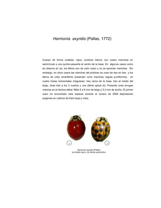 Harmonia axyridis (Pallas, 1772)




Cuerpo de forma ovalada, rojizo, protórax blanco con cuatro manchas en
semicírculo y una quinta pequeña al centro de la base. En algunos casos como
se observa en (a), los élitros son de color rojizo y no se aprecian manchas. Sin
                 ,      litros
embargo, en otros casos las manchas del protórax se unen de dos en dos y los
                                         rotórax
élitros de color amarillento presentan ocho manchas negras puntiformes,
 litros                                                                        en
cuatro líneas horizontales irregulares: tres cerca de la base, tres al medio del
largo, otras tres a los 3 cuartos y una última apical (b). Presenta unas arrugas
                          cua                            .
notorias en el declive elitral. Mide 6 a 8 mm de largo y 5,3 mm de ancho El primer
                                                                   ancho.
autor ha encontrado esta especie durante el verano de 2009 de
                                                           depredando
pulgones en cultivos de fríjol caupi y maíz.




                         a                                               b


                                   Harmonia axyridis (Pallas)
                             (a) Adulto típico, (b) Adulto polimórfico
 