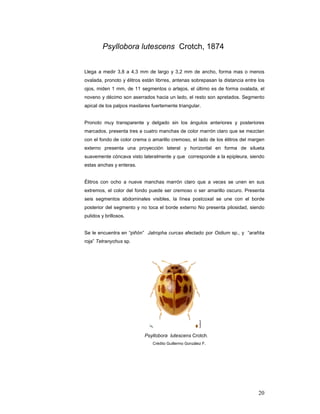 Psyllobora lutescens Crotch, 1874


Llega a medir 3,8 a 4,3 mm de largo y 3,2 mm de ancho, forma mas o menos
ovalada, pronoto y élitros están librres, antenas sobrepasan la distancia entre los
ojos, miden 1 mm, de 11 segmentos o artejos, el último es de forma ovalada, el
noveno y décimo son aserrados hacia un lado, el resto son apretados. Segmento
apical de los palpos maxilares fuertemente triangular.


Pronoto muy transparente y delgado sin los ángulos anteriores y posteriores
marcados, presenta tres a cuatro manchas de color marrón claro que se mezclan
con el fondo de color crema o amarillo cremoso, el lado de los élitros del margen
externo presenta una proyección lateral y horizontal en forma de silueta
suavemente cóncava visto lateralmente y que corresponde a la epipleura, siendo
estas anchas y enteras.


Élitros con ocho a nueve manchas marrón claro que a veces se unen en sus
extremos, el color del fondo puede ser cremoso o ser amarillo oscuro. Presenta
seis segmentos abdominales visibles, la línea postcoxal se une con el borde
posterior del segmento y no toca el borde externo No presenta pilosidad, siendo
pulidos y brillosos.


Se le encuentra en “piñón” Jatropha curcas afectado por Oidium sp., y “arañita
roja” Tetranychus sp.




                           Psyllobora lutescens Crotch.
                               Crédito Guillermo González F.




                                                                                20
 