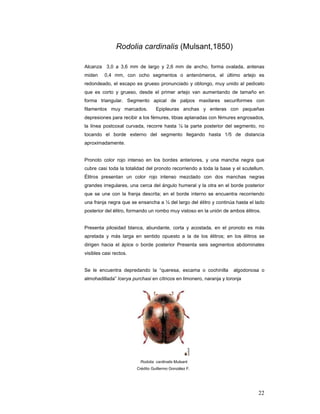 Rodolia cardinalis (Mulsant,1850)

Alcanza 3,0 a 3,6 mm de largo y 2,6 mm de ancho, forma ovalada, antenas
miden    0,4 mm, con ocho segmentos o antenómeros, el último artejo es
redondeado, el escapo es grueso pronunciado y oblongo, muy unido al pedicelo
que es corto y grueso, desde el primer artejo van aumentando de tamaño en
forma triangular. Segmento apical de palpos maxilares securiformes con
filamentos muy marcados.          Epipleuras anchas y enteras con pequeñas
depresiones para recibir a los fémures, tibias aplanadas con fémures engrosados,
la línea postcoxal curvada, recorre hasta ¼ la parte posterior del segmento, no
tocando el borde externo del segmento llegando hasta 1/5 de distancia
aproximadamente.


Pronoto color rojo intenso en los bordes anteriores, y una mancha negra que
cubre casi toda la totalidad del pronoto recorriendo a toda la base y el scutellum.
Élitros presentan un color rojo intenso mezclado con dos manchas negras
grandes irregulares, una cerca del ángulo humeral y la otra en el borde posterior
que se une con la franja descrita; en el borde interno se encuentra recorriendo
una franja negra que se ensancha a ¼ del largo del élitro y continúa hasta el lado
posterior del élitro, formando un rombo muy vistoso en la unión de ambos élitros.


Presenta pilosidad blanca, abundante, corta y acostada, en el pronoto es más
apretada y más larga en sentido opuesto a la de los élitros; en los élitros se
dirigen hacia el ápice o borde posterior Presenta seis segmentos abdominales
visibles casi rectos.


Se le encuentra depredando la “queresa, escama o cochinilla          algodonosa o
almohadillada” Icerya purchasi en cítricos en limonero, naranja y toronja




                          Rodolia cardinalis Mulsant
                        Crédito Guillermo González F.




                                                                                22
 