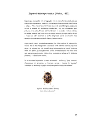 Zagreus decempunctatus (Weise, 1893)


Especie que alcanza 3,3 mm de largo y 2,7 mm de ancho, forma ovalada, cabeza
marrón claro. Las antenas miden 0,4 mm de largo, presentan nueve antenómeros
o artejos. Palpo maxilar securiforme con segmento apical triangular, epipleuras
anchas y enteras sin depresiones epipleurales, con una convexidad poco
profunda en las patas, Pronoto color marrón claro en los bordes y el lado anterior,
en la base presenta una franja ancha de bordes sinuados de color marrón oscuro
a negro que cubre casi todo el ancho del pronoto siendo en el centro más
delgado, no presenta pubescencia. Tarsos criptotetrámeros.


Élitros marrón claro o amarillento anaranjado, con cinco manchas de color marrón
oscuro, dos de ellas más grandes ubicadas al borde externo, dos más pequeñas
cerca a la sutura y otra más pequeña en el lado posterior del cuerpo o declive
elitral. Son glabros, pulidos y brillantes. El lado ventral es de color mas claro, tiene
seis segmentos abdominales visibles, línea postcoxal curva llega a 1/8 del borde
posterior y a 1/6 del borde externo,


Se le encuentra depredando “queresa acanalada” I. purchasi, y “piojo harinoso”
Planococcus citri presentes en limonero, naranjo y toronja; la “queresa”
Aulacaspis sp. en mango y ”piojos harinosos o pseudoccocidos en malezas.




                    Zagreus decempunctatus (Weise)
                         Crédito Guillermo González F.




                                                                                     24
 