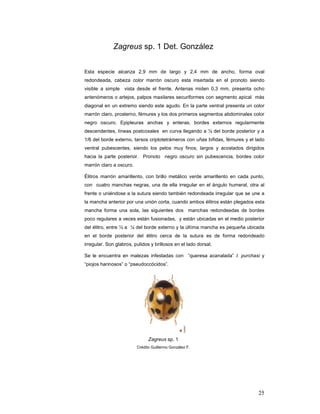 Zagreus sp. 1 Det. González


Esta especie alcanza 2,9 mm de largo y 2,4 mm de ancho, forma oval
redondeada, cabeza color marrón oscuro esta insertada en el pronoto siendo
visible a simple vista desde el frente. Antenas miden 0,3 mm, presenta ocho
antenómeros o artejos, palpos maxilares securiformes con segmento apical más
diagonal en un extremo siendo este agudo. En la parte ventral presenta un color
marrón claro, prosterno, fémures y los dos primeros segmentos abdominales color
negro oscuro. Epipleuras anchas y enteras, bordes externos regularmente
descendentes, líneas postcoxales en curva llegando a ¼ del borde posterior y a
1/6 del borde externo, tarsos criptotetrámeros con uñas bífidas, fémures y el lado
ventral pubescentes, siendo los pelos muy finos, largos y acostados dirigidos
hacia la parte posterior. Pronoto negro oscuro sin pubescencia, bordes color
marrón claro a oscuro.

Élitros marrón amarillento, con brillo metálico verde amarillento en cada punto,
con cuatro manchas negras, una de ella irregular en el ángulo humeral, otra al
frente o uniéndose a la sutura siendo también redondeada irregular que se une a
la mancha anterior por una unión corta, cuando ambos élitros están plegados esta
mancha forma una sola, las siguientes dos manchas redondeadas de bordes
poco regulares a veces están fusionadas, y están ubicadas en el medio posterior
del élitro, entre ½ a ¼ del borde externo y la última mancha es pequeña ubicada
en el borde posterior del élitro cerca de la sutura es de forma redondeado
irregular. Son glabros, pulidos y brillosos en el lado dorsal.

Se le encuentra en malezas infestadas con “queresa acanalada” I. purchasi y
“piojos harinosos” o “pseudoccócidos”.




                               Zagreus sp. 1
                         Crédito Guillermo González F.




                                                                               25
 