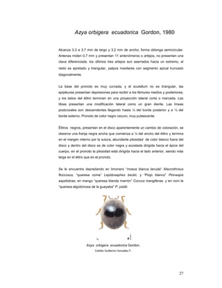 Azya orbigera ecuadorica Gordon, 1980


Alcanza 3,3 a 3,7 mm de largo y 3,2 mm de ancho; forma oblonga semicircular.
Antenas miden 0,7 mm y presentan 11 antenómeros o artejos, no presentan una
clava diferenciada, los últimos tres artejos son aserrados hacia un extremo, el
resto es apretado y triangular, palpos maxilares con segmento apical truncado
diagonalmente.


La base del pronoto es muy curvada, y el scutellum no es triangular, las
epipleuras presentan depresiones para recibir a los fémures medios y posteriores,
y los lados del élitro terminan en una proyección lateral corta o marcada. Las
tibias presentan una modificación lateral como un gran diente. Las líneas
postcoxales son descendentes llegando hasta ¼ del borde posterior y a ¼ del
borde externo. Pronoto de color negro oscuro, muy pubescente.


Élitros negros, presentan en el disco aparentemente un cambio de coloración, se
observa una franja negra ancha que comienza a ¼ del ancho del élitro y termina
en el margen interno por la sutura, abundante pilosidad de color blanco fuera del
disco y dentro del disco es de color negra y acostada dirigida hacia el ápice del
cuerpo, en el pronoto la pilosidad está dirigida hacia el lado anterior, siendo más
larga en el élitro que en el pronoto.


Se le encuentra depredando en limonero “mosca blanca lanuda” Aleurothrixus
floccosus, “queresa coma” Lepidosaphes beckii, y “Piojo blanco” Pinnaspis
aspidistrae; en mango “queresa blanda marrón” Coccus mangiferae, y en noni la
“queresa algodonosa de la guayaba” P. psidii.




                   Azya orbigera ecuadorica Gordon.
                         Crédito Guillermo González F.




                                                                                27
 