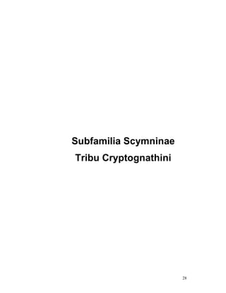 Subfamilia Scymninae
Tribu Cryptognathini




                       28
 