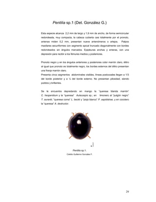 Pentilia sp.1 (Det. González G.)

Esta especie alcanza 2,2 mm de largo y 1,9 mm de ancho, de forma semicircular
redondeada, muy compacta, la cabeza cubierta casi totalmente por el pronoto,
antenas miden 0,2 mm, presentan nueve antenómeros o artejos.                        Palpos
maxilares securiformes con segmento apical truncado diagonalmente con bordes
redondeados sin ángulos marcados. Epipleuras anchas y enteras, con una
depresión para recibir a los fémures medios y posteriores.


Pronoto negro y en los ángulos anteriores y posteriores color marrón claro, élitro
al igual que pronoto es totalmente negro, los bordes externos del élitro presentan
una franja marrón claro.
Presenta cinco segmentos abdominales visibles, líneas postcoxales llegan a 1/3
del borde posterior y a ¼ del borde externo. No presentan pilosidad, siendo
pulidos y brillantes.


Se   le   encuentra     depredando       en    mango       la   “queresa   blanda   marrón”
C. hesperidium y la “queresa” Aulacaspis sp.; en                limonero al “pulgón negro”
T. aurantii, “queresa coma” L. beckii y “piojo blanco” P. aspidistrae, y en cocotero
la “queresa” A. destructor.




                                 Pentilia sp.1.
                           Crédito Guillermo González F.




                                                                                        29
 