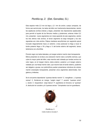 Pentilia sp. 2 (Det. González, G.)

Esta especie mide 2,3 mm de largo y 2,1 mm de ancho; cuerpo compacto, de
forma casi semicircular, los lados del élitro son fuertemente descendentes, siendo
las epipleuras anchas enteras y largas, presentan dos depresiones epipleurales
para permitir el ajuste de los fémures medios y posteriores; antenas miden 0,2
mm, presentan nueve segmentos con maza aparente de seis segmentos, siendo
los tres últimos más anchos, el tercer segmento es largo triangular y los dos
siguientes son más anchos. Palpos maxilares securiformes con segmento apical
truncado diagonalmente hacia un extremo. Línea postcoxal no llega a tocar el
borde posterior llega a 1/8 y llega a ½ del borde externo del segmento, tarsos
tetrámeros con uña bífida.


Pronoto negro con lados laterales y el margen anterior marrón claro transparente.
Élitros presentan en el disco una coloración marrón claro a amarillo cremoso, que
cubre la mayor parte del élitro, esta mancha está rodeada por bordes anchos de
color negro, en el margen interno, lados anterior, posterior y el margen externo
rodeado por una franja marrón claro, que recorre todo el borde externo, pudiendo
ser delgada o gruesa, son polimórficos pueden presentarse individuos de colores
marrón anaranjado transparente, presentan cinco segmentos abdominales. Son
glabros y brillantes.


Se le encuentra depredando “queresa blanda marrón” C. mangiferae y “queresa
cerosa” C. floridensis en mango; “pulgón negro” T. aurantii, “queresa coma”
L. beckii, C. hesperidium, “piojo blanco” P. aspidistrae en limonero; la “queresa”
A. destructor en cocotero y la “queresa cerosa “ Ceroplastes rusci en guanábana.




                              Pentilia sp. 2.
                        Crédito Guillermo González F.




                                                                               30
 