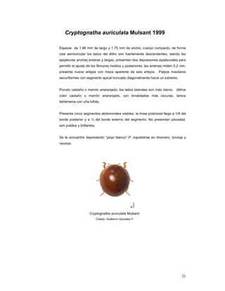 Cryptognatha auriculata Mulsant 1999

Especie de 1,96 mm de largo y 1,75 mm de ancho, cuerpo compacto, de forma
casi semicircular los lados del élitro son fuertemente descendentes, siendo las
epipleuras anchas enteras y largas, presentan dos depresiones epipleurales para
permitir el ajuste de los fémures medios y posteriores; las antenas miden 0,2 mm,
presenta nueve artejos con maza aparente de seis artejos . Palpos maxilares
securiformes con segmento apical truncado diagonalmente hacia un extremo.


Ponoto castaño o marrón anaranjado, los lados laterales son más claros,    élitros
color castaño o marrón anaranjado, con tonalidades más oscuras, tarsos
tetrámeros con uña bífida.


Presenta cinco segmentos abdominales visibles, la línea postcoxal llega a 1/8 del
borde posterior y a ½ del borde externo del segmento. No presentan pilosidad,
son pulidos y brillantes.


Se le encuentra depredando “piojo blanco” P. aspidistrae en limonero, toronja y
naranjo.




                    Cryptognatha auriculata Mulsant.
                            Crédito Guillermo González F.




                                                                              31
 