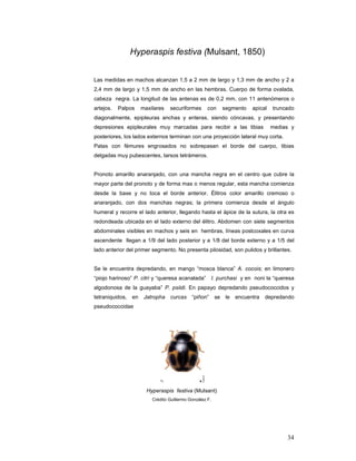 Hyperaspis festiva (Mulsant, 1850)


Las medidas en machos alcanzan 1,5 a 2 mm de largo y 1,3 mm de ancho y 2 a
2,4 mm de largo y 1,5 mm de ancho en las hembras. Cuerpo de forma ovalada,
cabeza negra. La longitud de las antenas es de 0,2 mm, con 11 antenómeros o
artejos.   Palpos   maxilares   securiformes       con       segmento   apical   truncado
diagonalmente, epipleuras anchas y enteras, siendo cóncavas, y presentando
depresiones epipleurales muy marcadas para recibir a las tibias                  medias y
posteriores, los lados externos terminan con una proyección lateral muy corta.
Patas con fémures engrosados no sobrepasan el borde del cuerpo, tibias
delgadas muy pubescentes, tarsos tetrámeros.


Pronoto amarillo anaranjado, con una mancha negra en el centro que cubre la
mayor parte del pronoto y de forma mas o menos regular, esta mancha comienza
desde la base y no toca el borde anterior. Élitros color amarillo cremoso o
anaranjado, con dos manchas negras; la primera comienza desde el ángulo
humeral y recorre el lado anterior, llegando hasta el ápice de la sutura, la otra es
redondeada ubicada en el lado externo del élitro. Abdomen con siete segmentos
abdominales visibles en machos y seis en hembras, líneas postcoxales en curva
ascendente llegan a 1/9 del lado posterior y a 1/8 del borde externo y a 1/5 del
lado anterior del primer segmento. No presenta pilosidad, son pulidos y brillantes.


Se le encuentra depredando, en mango “mosca blanca” A. cocois; en limonero
“piojo harinoso” P. citri y “queresa acanalada” I. purchasi y en noni la “queresa
algodonosa de la guayaba” P. psiidi. En papayo depredando pseudococcidos y
tetraniquidos,   en Jatropha curcas “piñon”             se    le encuentra   depredando
pseudococcidae




                      Hyperaspis festiva (Mulsant)
                        Crédito Guillermo González F.




                                                                                      34
 