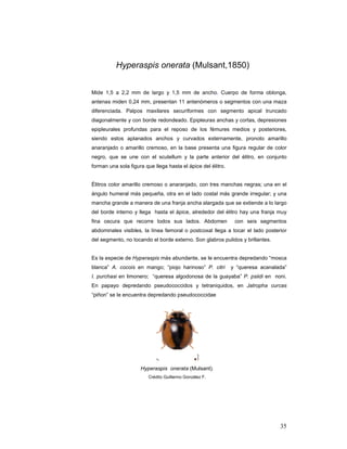 Hyperaspis onerata (Mulsant,1850)


Mide 1,5 a 2,2 mm de largo y 1,5 mm de ancho. Cuerpo de forma oblonga,
antenas miden 0,24 mm, presentan 11 antenómeros o segmentos con una maza
diferenciada. Palpos maxilares securiformes con segmento apical truncado
diagonalmente y con borde redondeado. Epipleuras anchas y cortas, depresiones
epipleurales profundas para el reposo de los fémures medios y posteriores,
siendo estos aplanados anchos y curvados externamente, pronoto amarillo
anaranjado o amarillo cremoso, en la base presenta una figura regular de color
negro, que se une con el scutellum y la parte anterior del élitro, en conjunto
forman una sola figura que llega hasta el ápice del élitro.


Élitros color amarillo cremoso o anaranjado, con tres manchas negras; una en el
ángulo humeral más pequeña, otra en el lado costal más grande irregular; y una
mancha grande a manera de una franja ancha alargada que se extiende a lo largo
del borde interno y llega hasta el ápice, alrededor del élitro hay una franja muy
fina oscura que recorre todos sus lados. Abdomen               con seis segmentos
abdominales visibles, la línea femoral o postcoxal llega a tocar el lado posterior
del segmento, no tocando el borde externo. Son glabros pulidos y brillantes.


Es la especie de Hyperaspis más abundante, se le encuentra depredando “mosca
blanca” A. cocois en mango; “piojo harinoso” P. citri         y “queresa acanalada”
I. purchasi en limonero; “queresa algodonosa de la guayaba” P. psiidi en noni.
En papayo depredando pseudococcidos y tetraniquidos, en Jatropha curcas
“piñon” se le encuentra depredando pseudococcidae




                     Hyperaspis onerata (Mulsant).
                         Crédito Guillermo González F.




                                                                                35
 